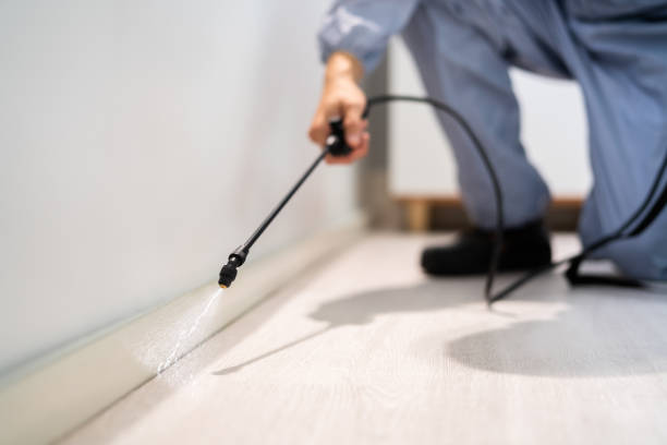 Licensed Ant Control service in Norfolk, VA - Nex Pest Control